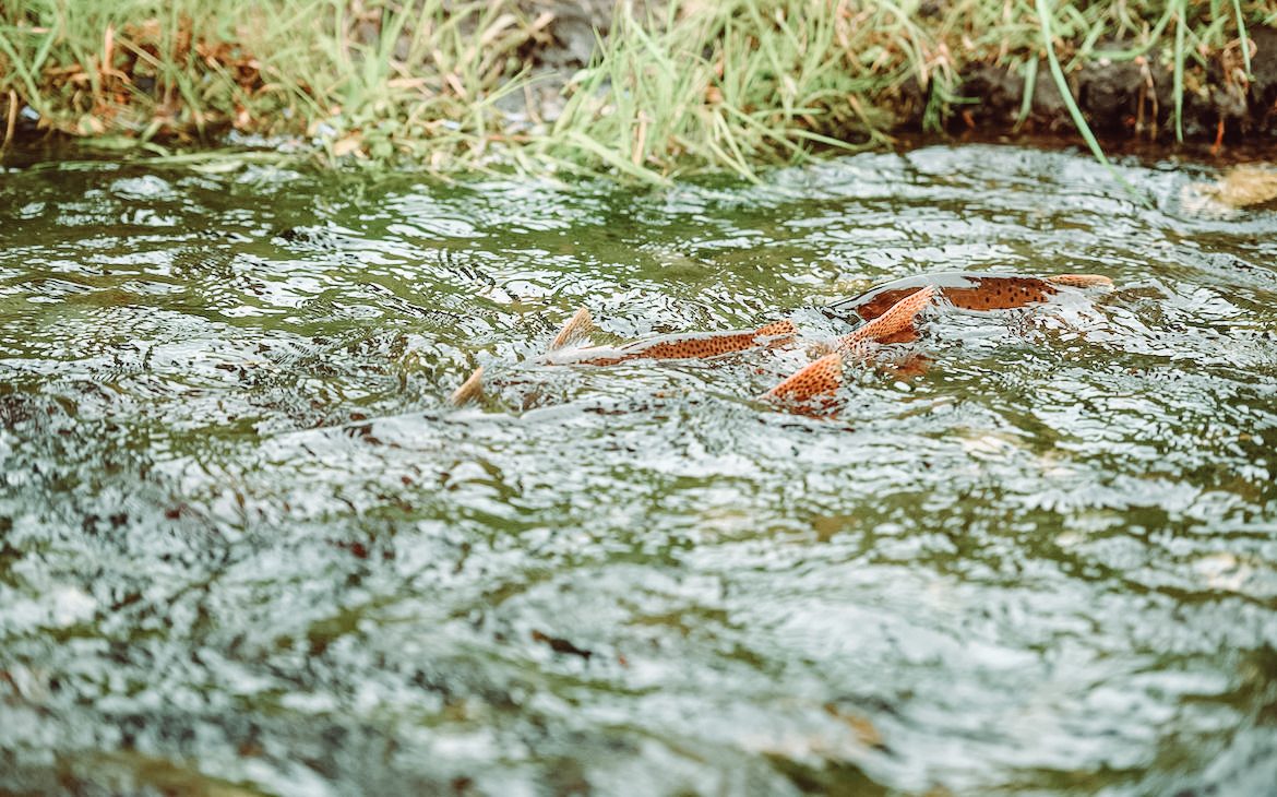 Fishing on redds - Anchored Outdoors - Into the Backing Podcast